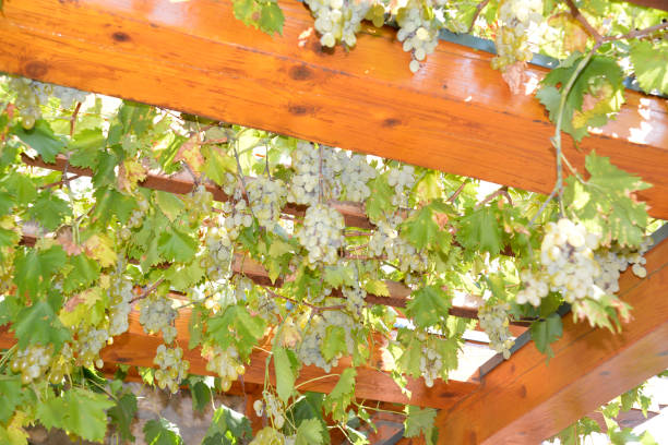 istock Grapevine on the pergola in the garden 1056069608