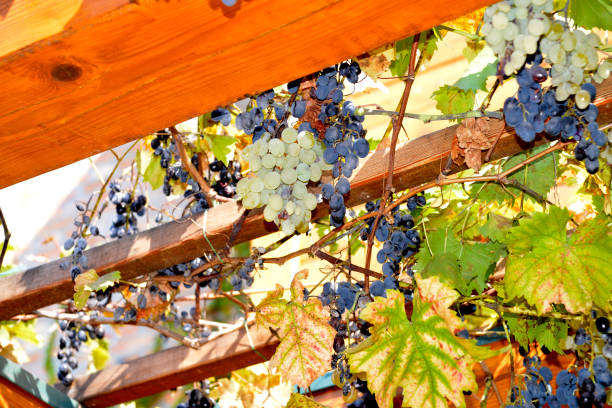 Grapevine on the pergola in the garden