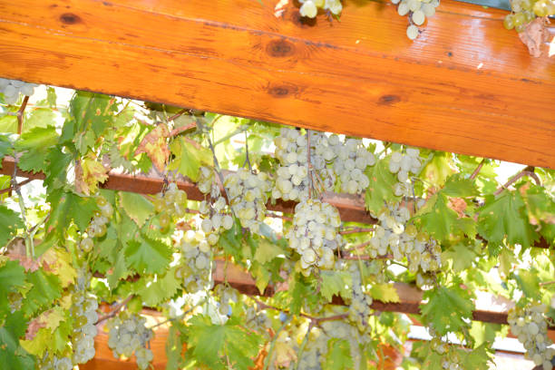 istock Grapevine on the pergola in the garden 1056069616