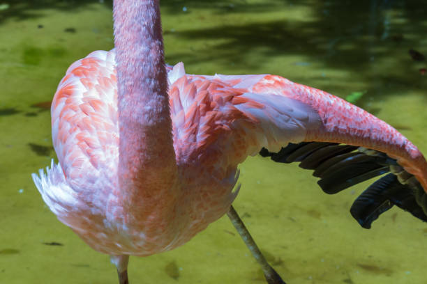 istock closeup on flamingo feathers 1056070066