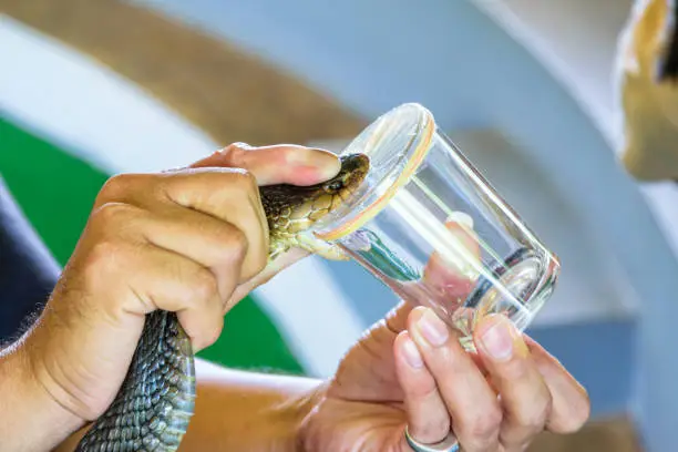 Cobra Venom Extraction, using the handles on the neck of the Cobra put on the edge of the glass to bite until it can see its poison