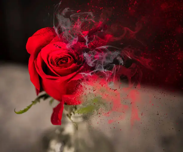 roses die in magical ways