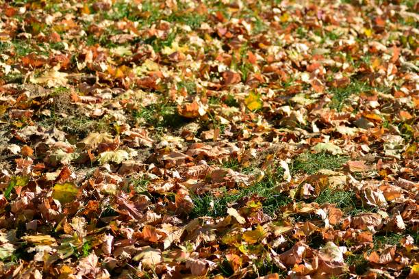 istock Yellow, orange and red autumn leaves in beautiful fall park. 1056074298