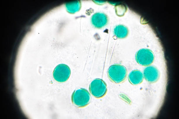Pollen of Brassica campestris var.oleifera W.M under light microscopy