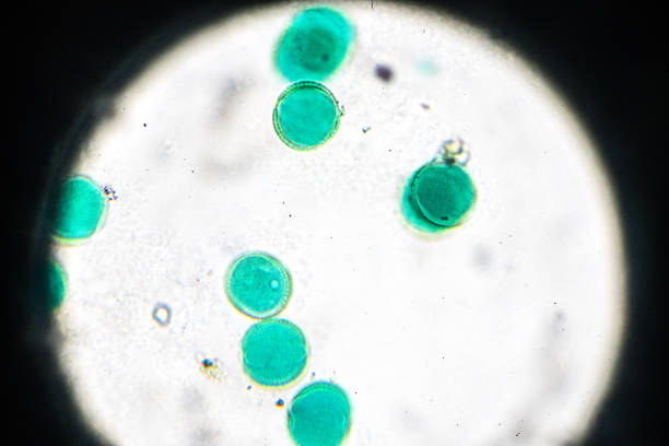 Pollen of Brassica campestris var.oleifera W.M under light microscopy