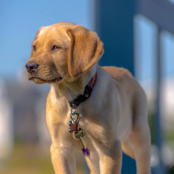 istock Adorable puppy looking off to the distance 1056080568
