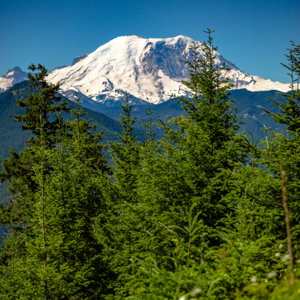 istock Ice capped peak of Mount Rainier and lush trees 1056087174
