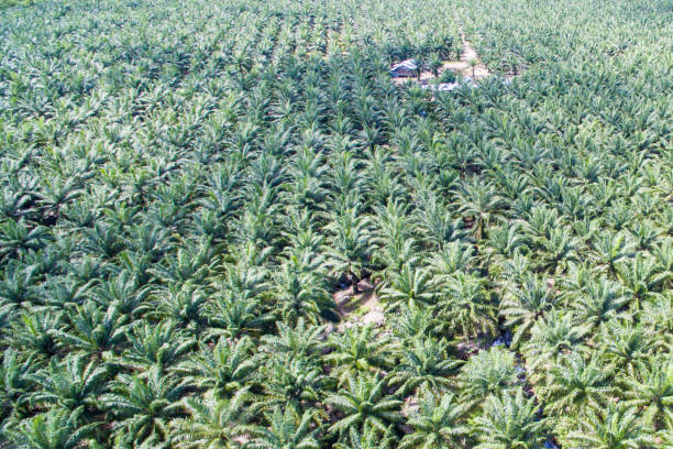 istock palm oil plantation 1056089080