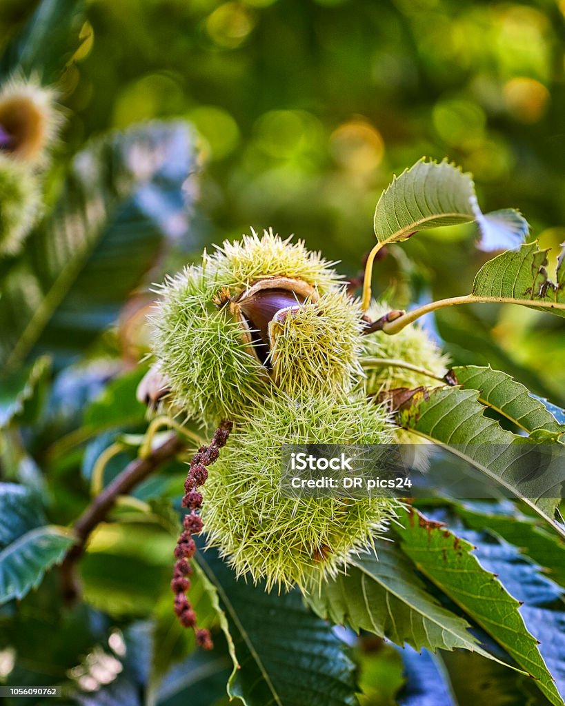 Branch of chestnut with fruits. Chestnuts. Castanea sativa. Chestnut Tree Stock Photo