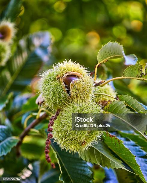 Branch Of Chestnut With Fruits Chestnuts Castanea Sativa Stock Photo - Download Image Now