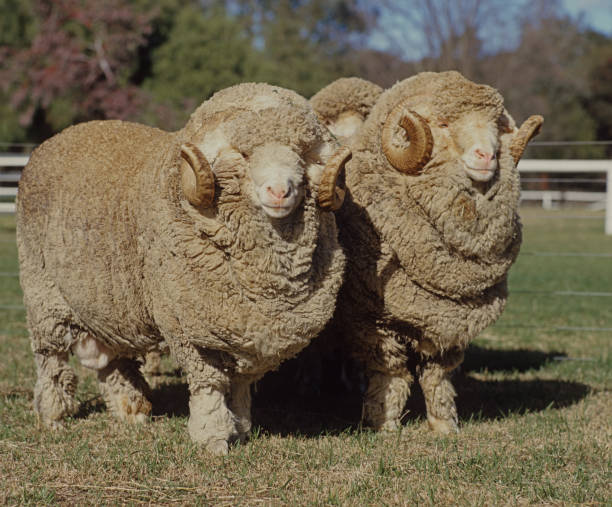 メリノ羊をスタッドします。 - merino sheep ストックフォトと画像