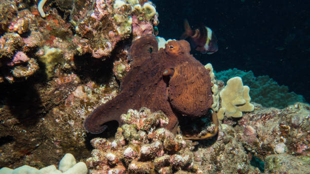 dia de polvo - day octopus - fotografias e filmes do acervo