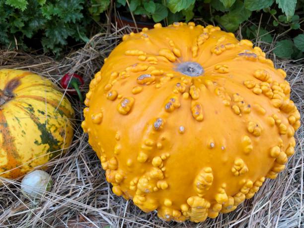 istock Yellow pumpkins with little onoin 1056093550