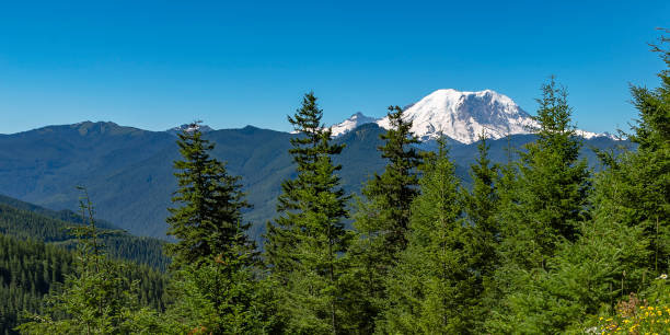 istock Pine trees overlooking the famous Mount Rainier 1056101732