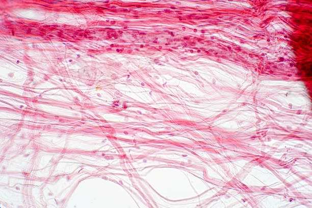 istock Areolar connective tissue under the microscope view. Histological for human physiology. 1056104754