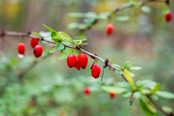 Barberry wild berries in the forest after rain