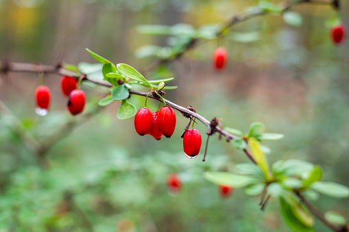 Barberry wild berries in the forest after rain