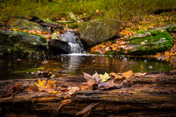 мирный осенний речной водопад с золотыми листьями - waterfall stream river tennessee стоковые фото и изображения