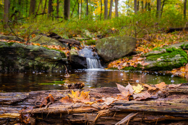 мирный осенний речной водопад с золотыми листьями - waterfall stream river tennessee стоковые фото и изображения