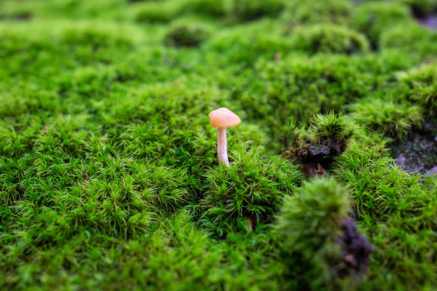 istock Forest mushrooms harvest close up at day 1056105086