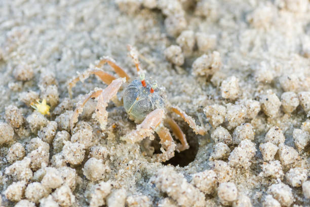 istock little cute crab on sand 1056107494