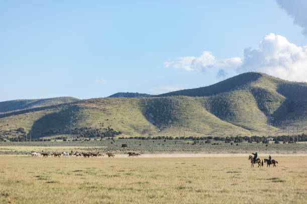 istock Group of Wild Horses Being Herded 1056108936