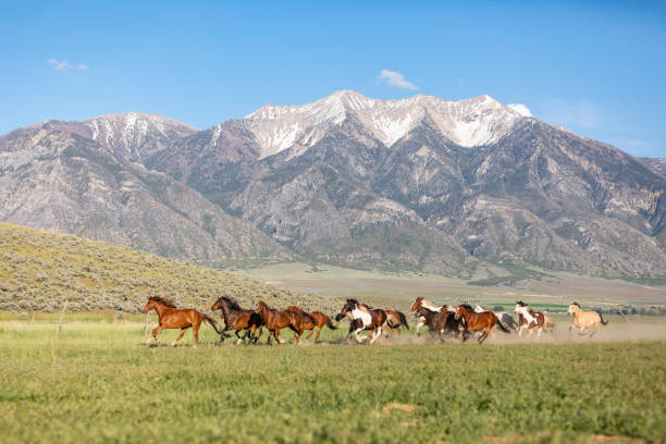 istock Group of Wild Horses Being Herded 1056108948