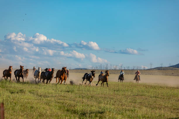 istock Group of Wild Horses Being Herded 1056108964