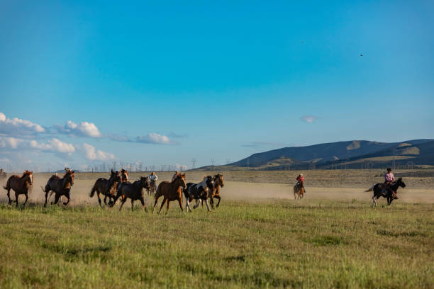 istock Group of Wild Horses Being Herded 1056108974