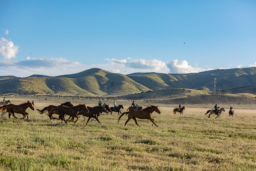 Group of Wild Horses Being Herded Across the Plains by Cowboys