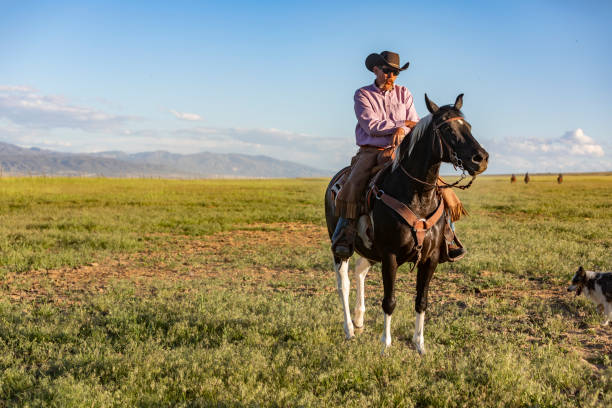 istock Senior Cowboy Working on a Horse Ranch 1056108986