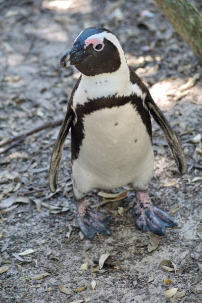 istock African penguin in Boulder Beach 1056114798