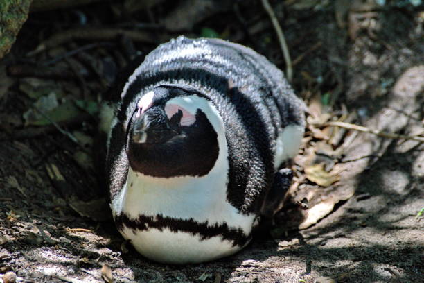 istock African penguin on a nest 1056115666