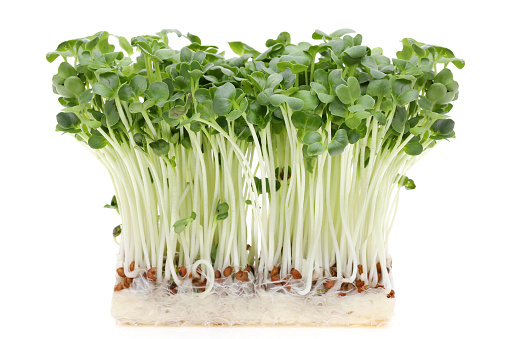 Fresh spring green live radish sprouts isolated on white background