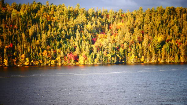 istock Forest at the water's edge with autumn colors 1056116630