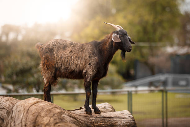 istock A black goat on the farm 1056120088