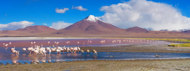 istock Flamingos in Laguna Colorada , Uyuni, Bolivia 1056122364