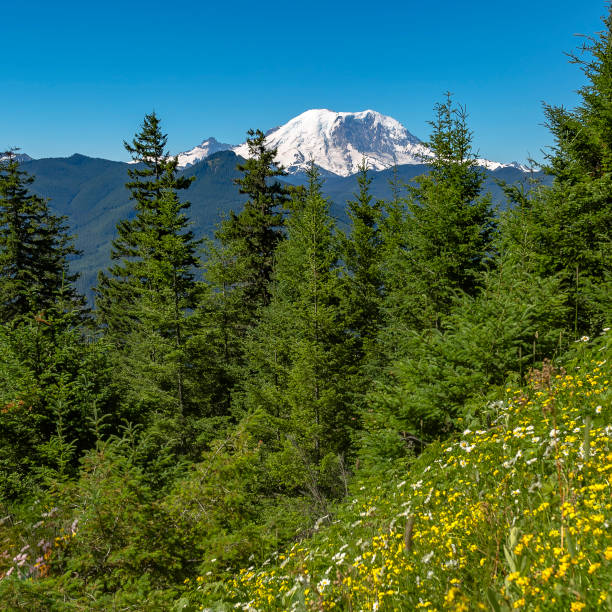 istock Trees and wildflowers looking over Mount Rainier 1056124282