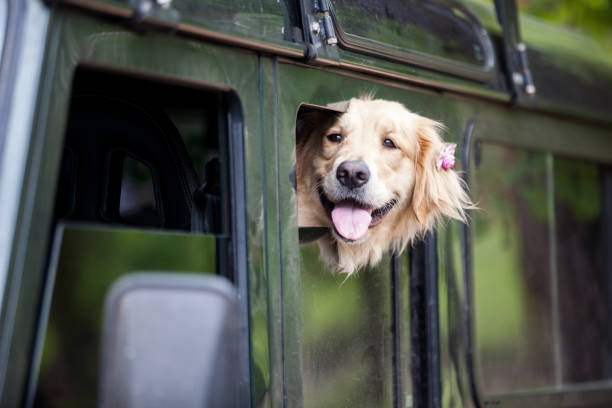 istock dog in a car 1056131046