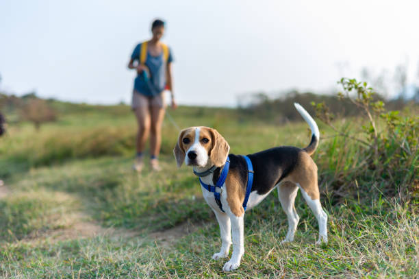 istock A beagle dog waiting for her owner during hiking 1056131172