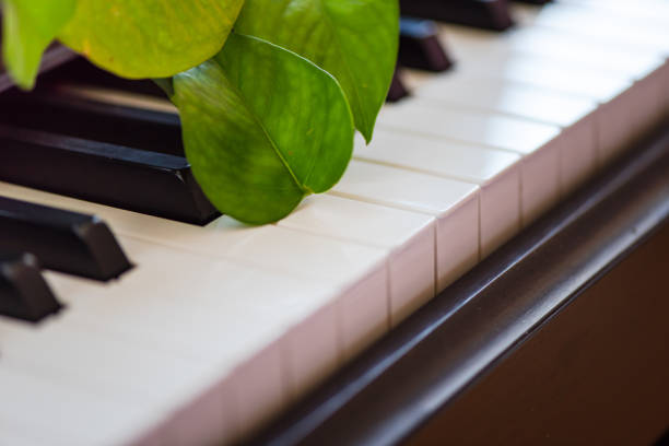 istock Green plants leaf and Piano 1056135232