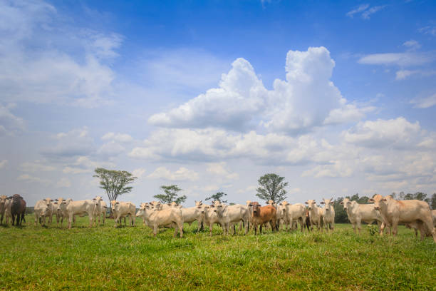 istock Herd of nelore cattle on a farm pasture (Livestock) 1056135306