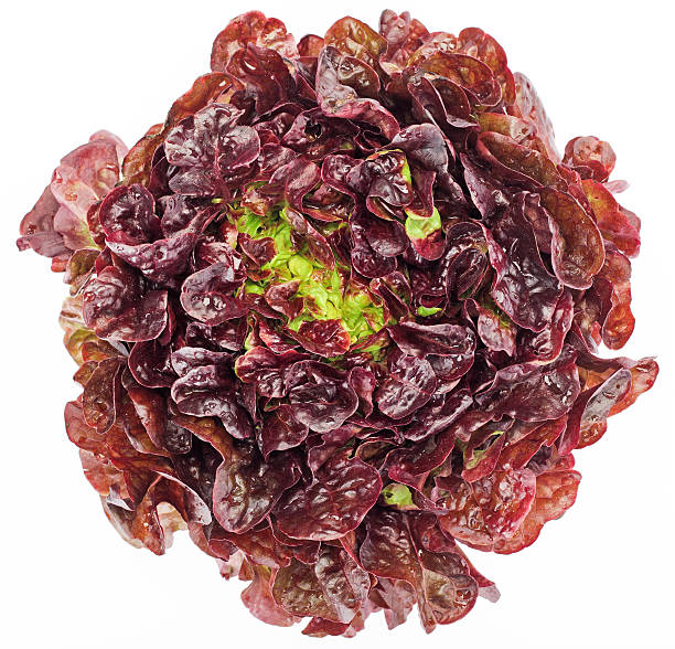 Red cabbage lettuce head isolated on white stock photo