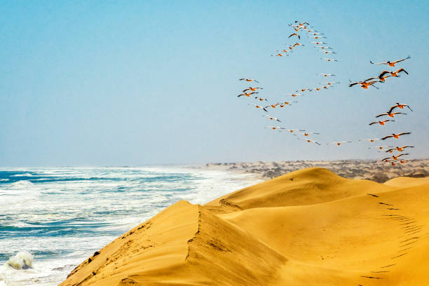 Scenic view of the sand dunes meeting the ocean from the car during the jeep expedition at Namib-Naukluft National park, Southern Africa