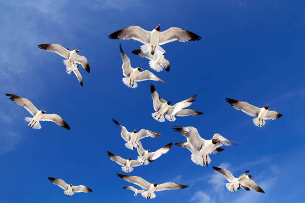 istock Flock of seagulls flying over blue clear sky 1056144456