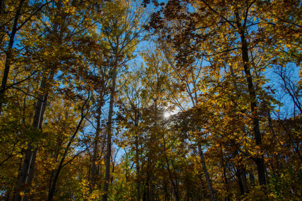 istock the mountain autumn landscape with colorful forest 1056144690