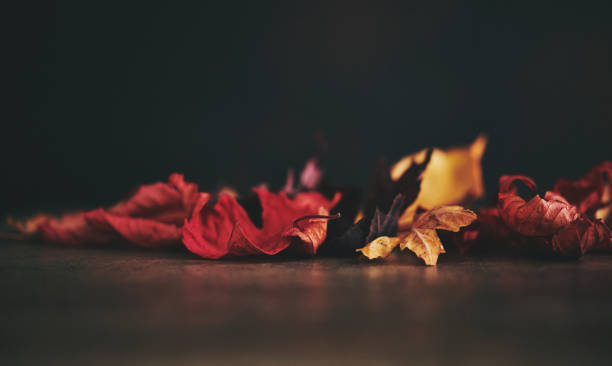 istock Autumn Background with Real Leaves 1056146042