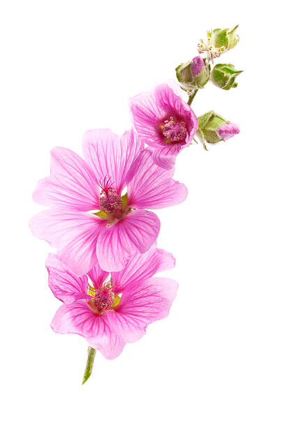 Pink malva flowers  malva stock pictures, royalty-free photos & images
