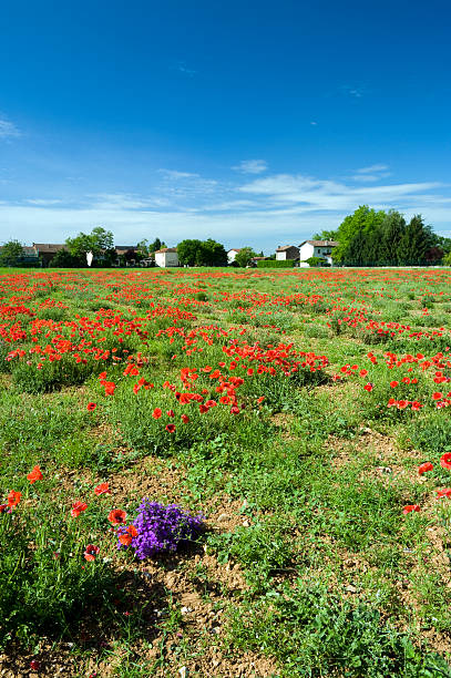 Red, green and... violet stock photo