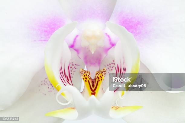 White Orchid Stock Photo - Download Image Now - Beauty In Nature, Blossom, Botany